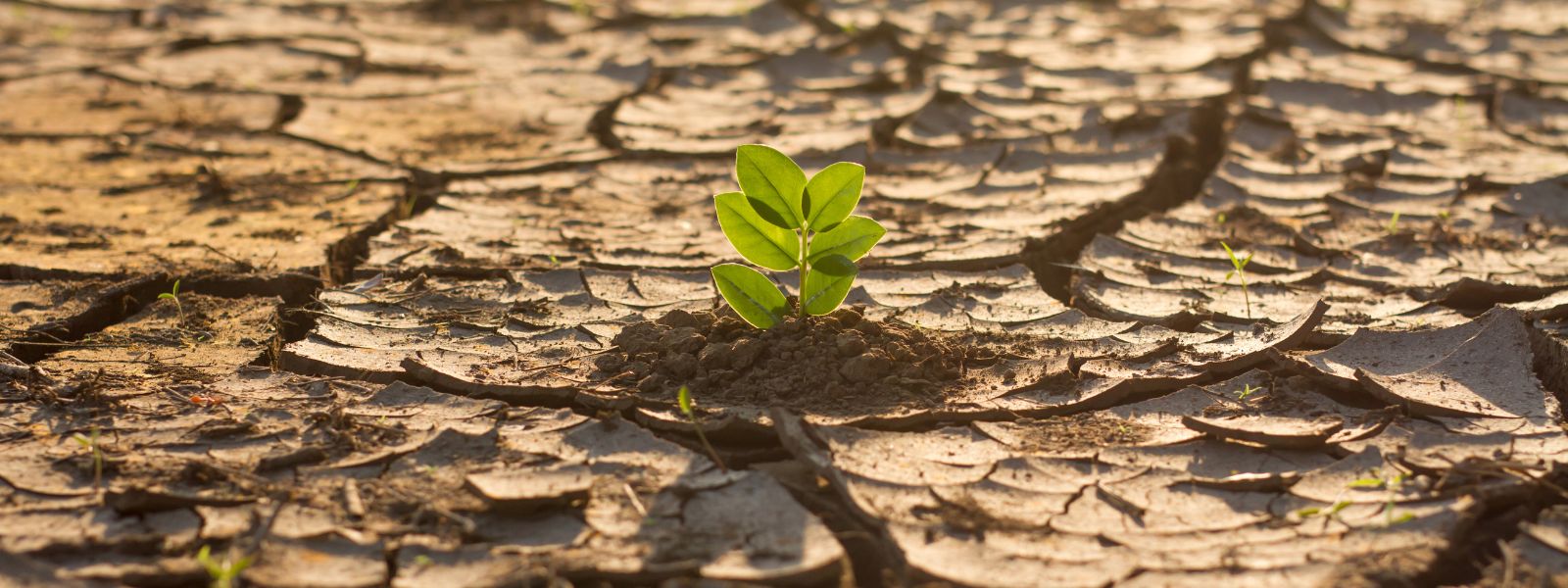 Nell’Unione tante leggi per l’ambiente, ora serve più azione