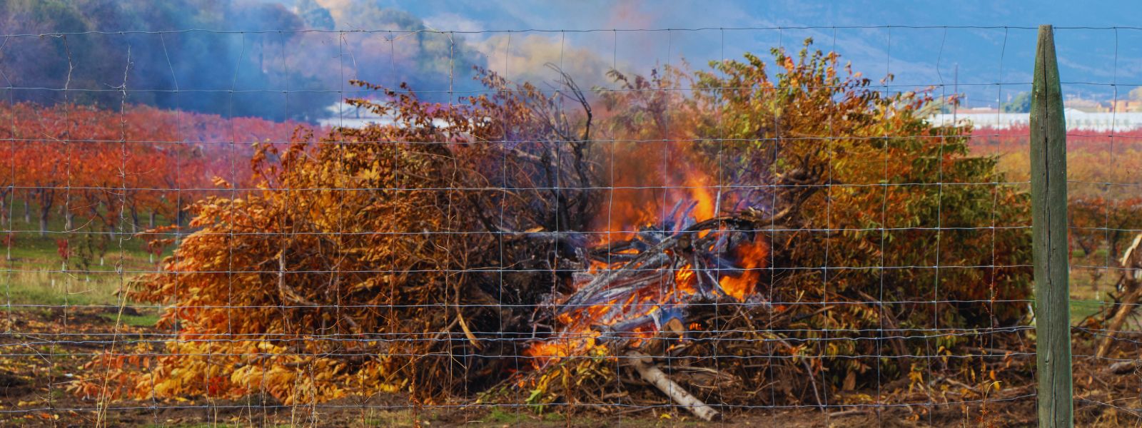 L’abbruciamento del materiale agricolo o forestale naturale è lecito?