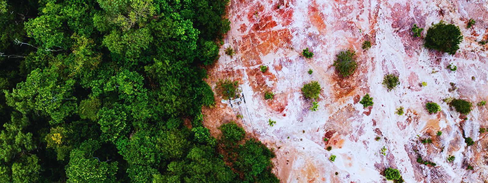 Regolamento sulla deforestazione: cosa cambia per le imprese (anche italiane)