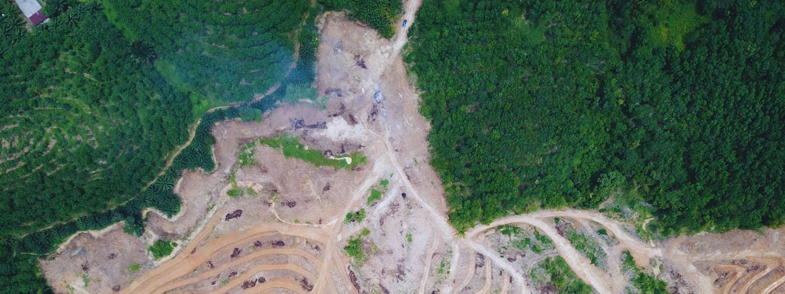 Regolamento Deforestazione, secondo rinvio in un anno