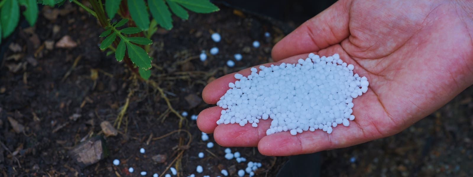 Il recupero del fosforo? Un esperimento di sovranità materiale